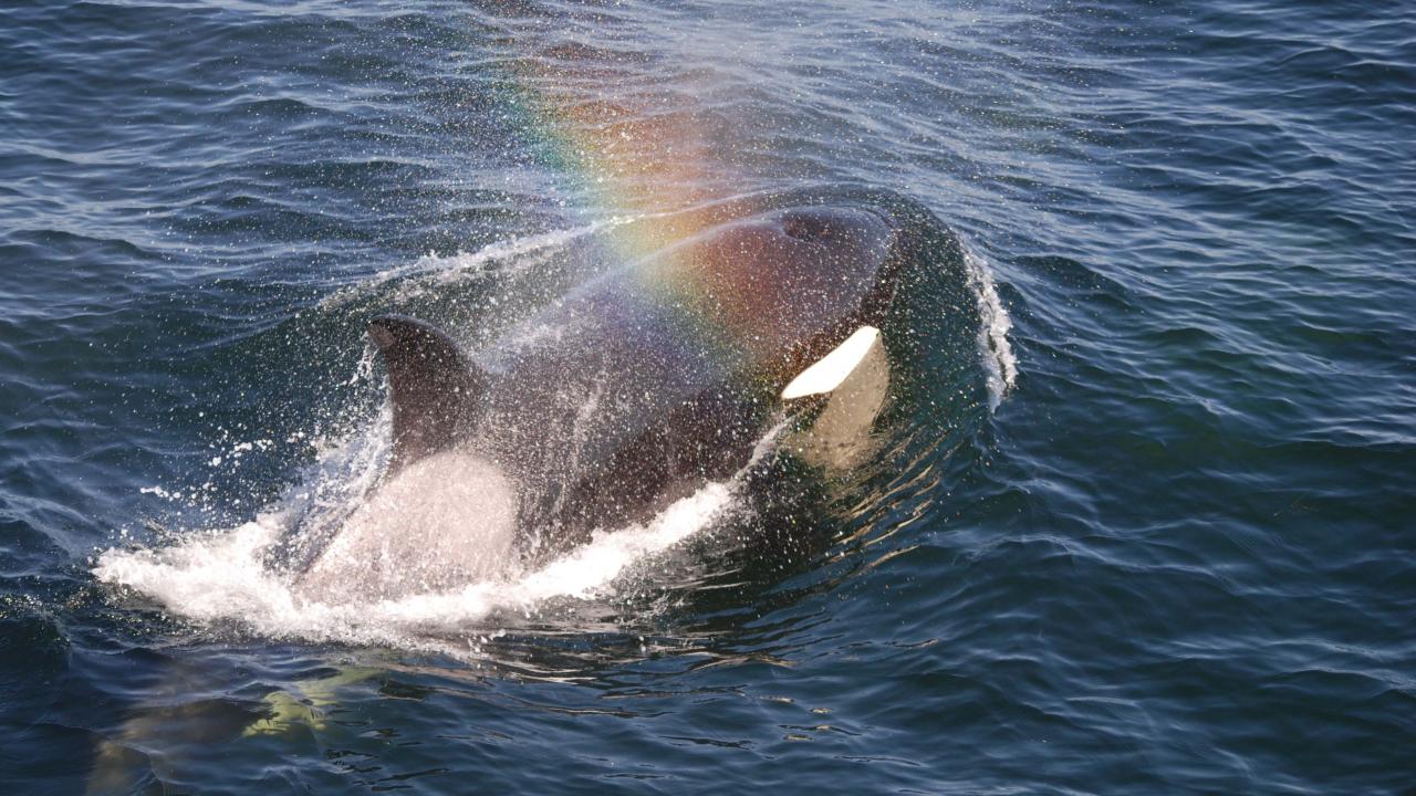 Orca image courtesy of Joe Gaydos orca