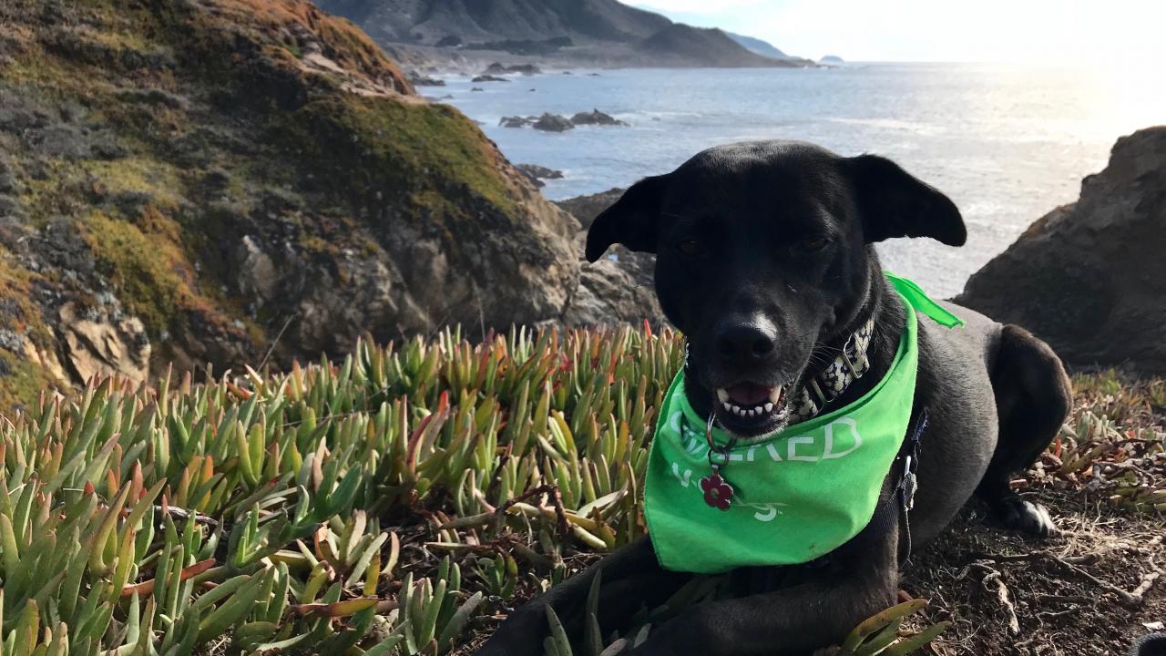 Daisy the dog at the ocean