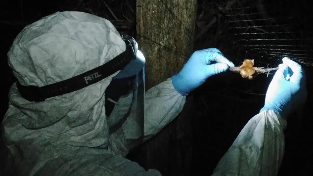 PREDICT's Ebola Host Project team safely and humanely collects samples from bats in the field. The team is active in Sierra Leone, Guinea and Liberia, where teams are sampling wildlife and domestic animals to learn more about potential host species for ebolaviruses. (Jaber Belkhiria/UC Davis) Scientist taking a sample from a bat