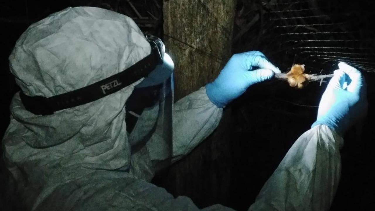 scientist captures bat for sample