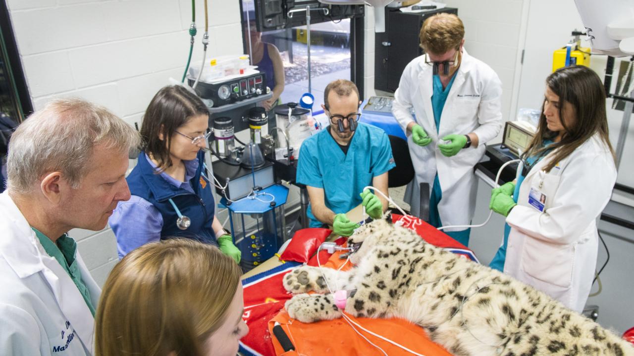 UC Davis resident veterinarian performing procedure on snow leopard