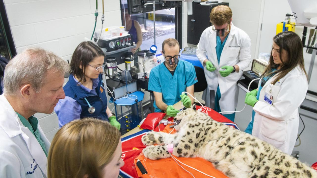 UC Davis resident veterinarian performing procedure on snow leopard