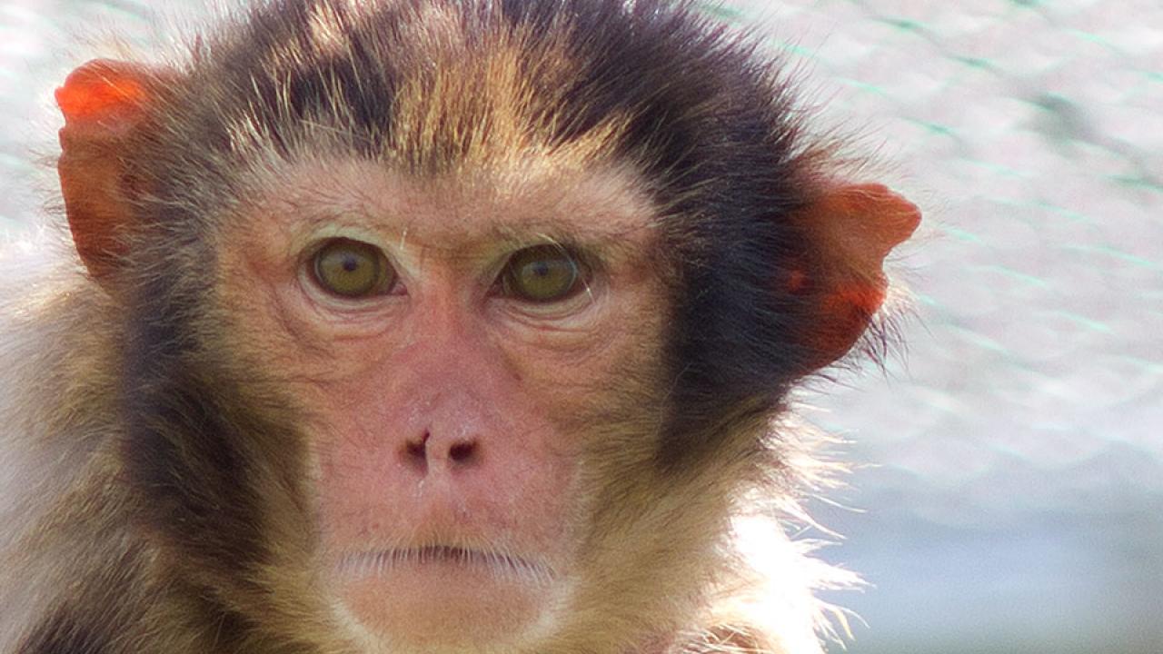 mother macaque monkey and her baby