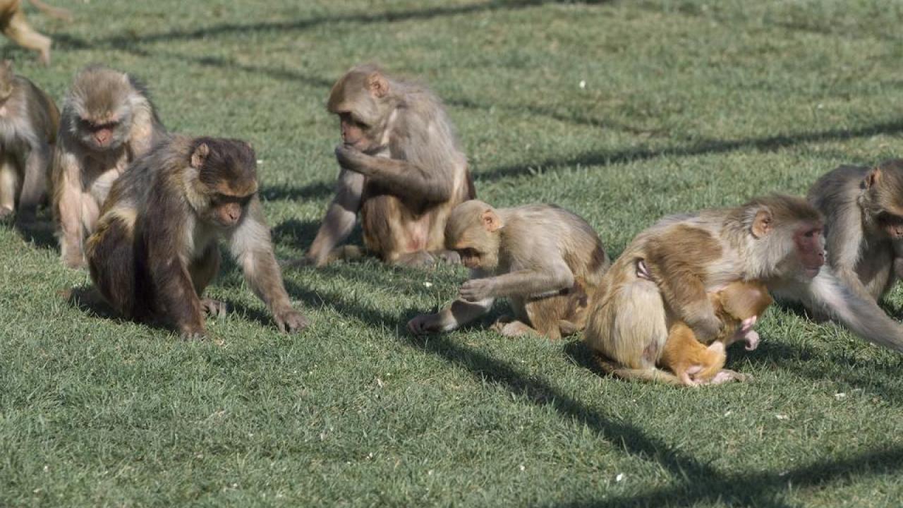 Rhesus macaques develop similar brain pathology to humans affected by Zika.