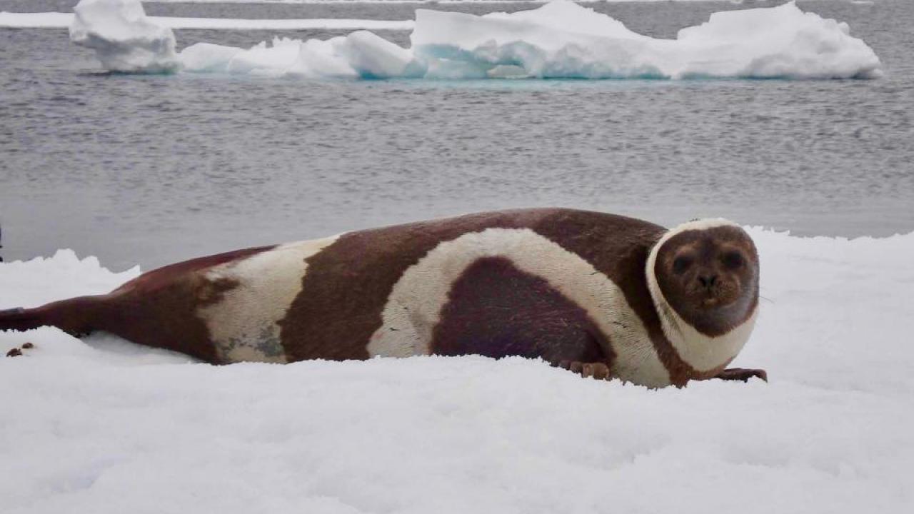 An adult male ribbon seal lays on the ice. 