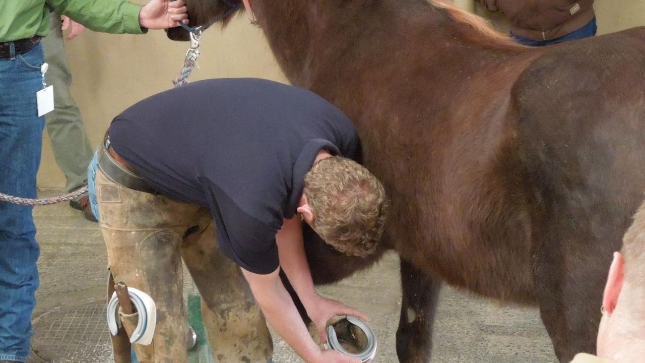 farrier shoeing horse