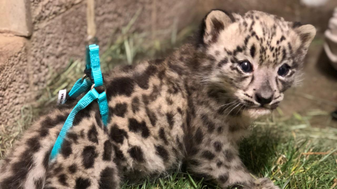 Snow leopard cub with harness