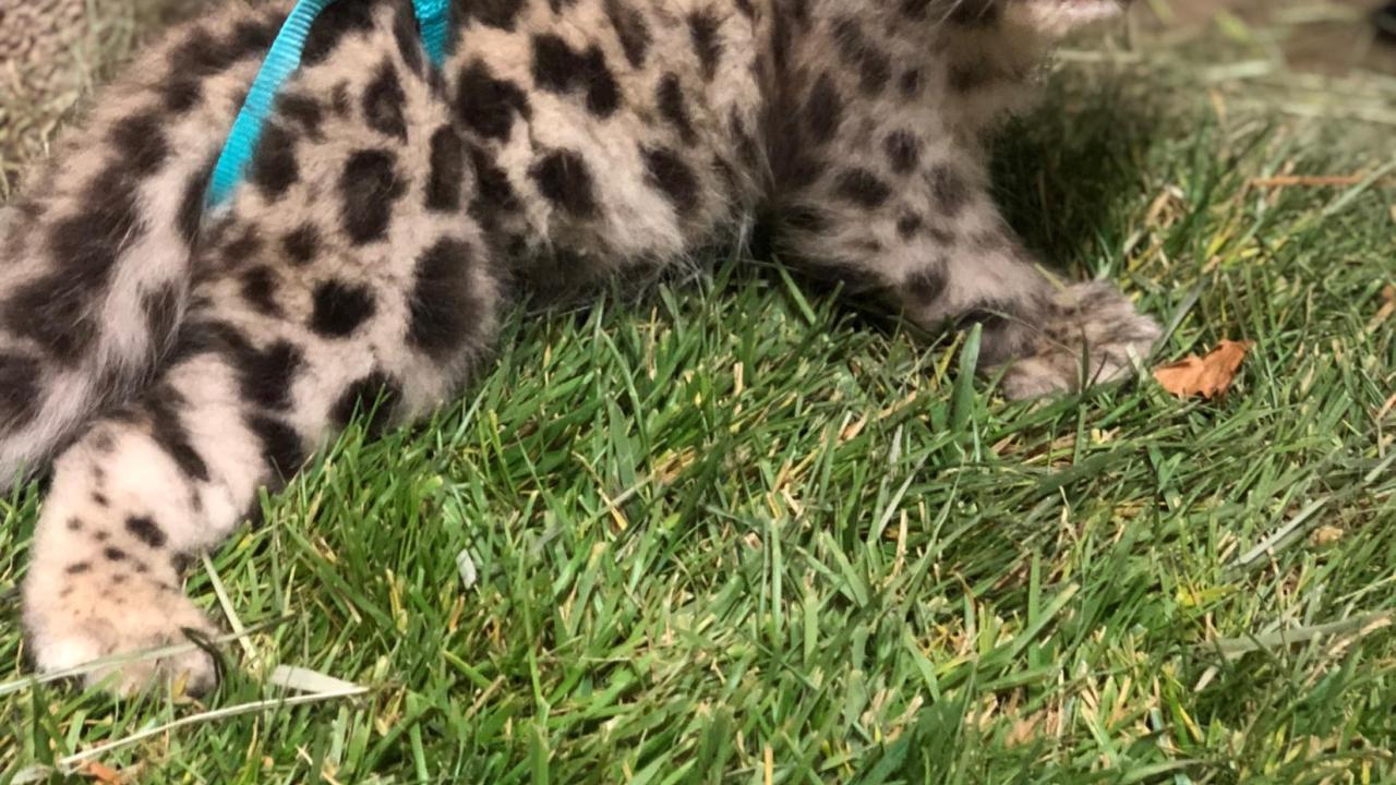 The snow leopard cub at the Sac Zoo uses a sling as part of physical therapy. baby snow leopard