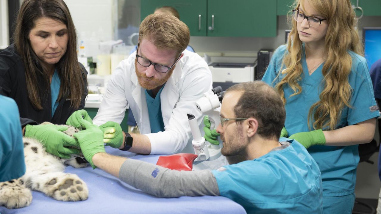UC Davis veterinary ophthalmologists examine Coconut's eyes. snow leopard cub in surgery