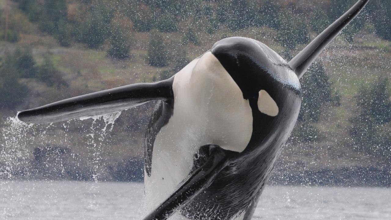 A southern resident killer whale breeches out of the water.