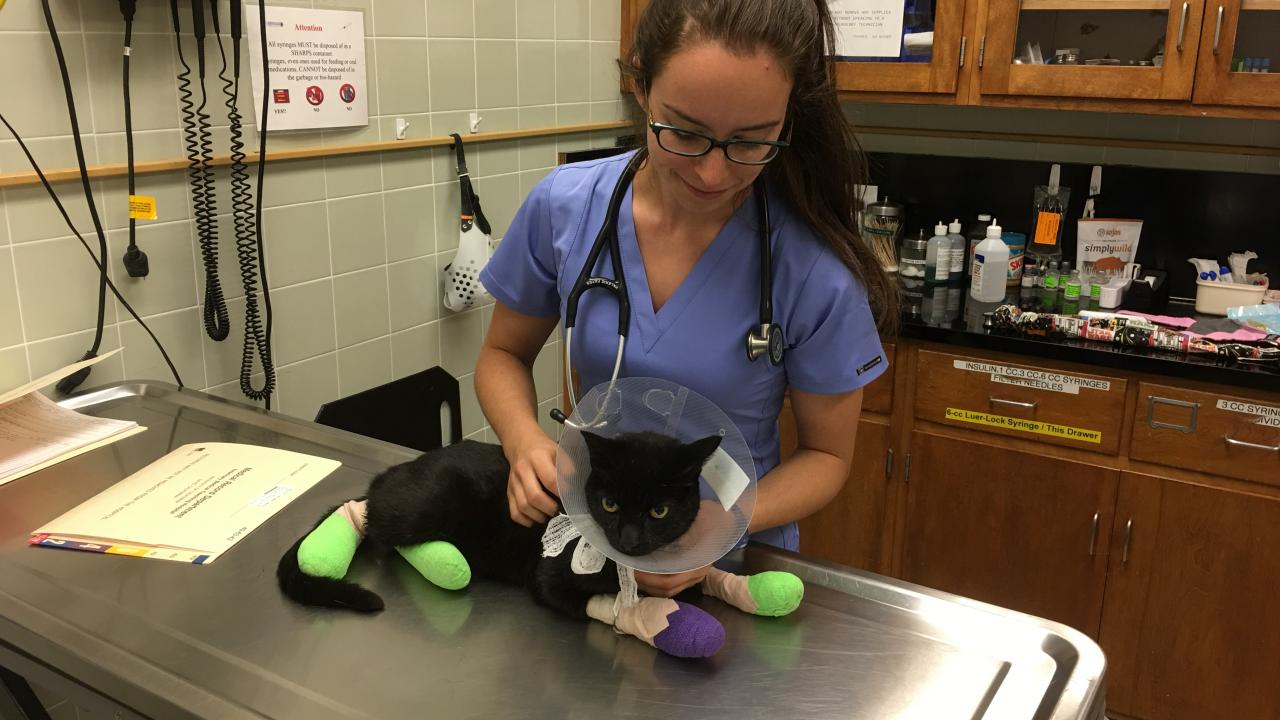 Veterinary student Valerie Fates cares for a cat hospitalized at the UC Davis Veterinary Medical Teaching Hospital during the 2017 Tubbs Fire. 