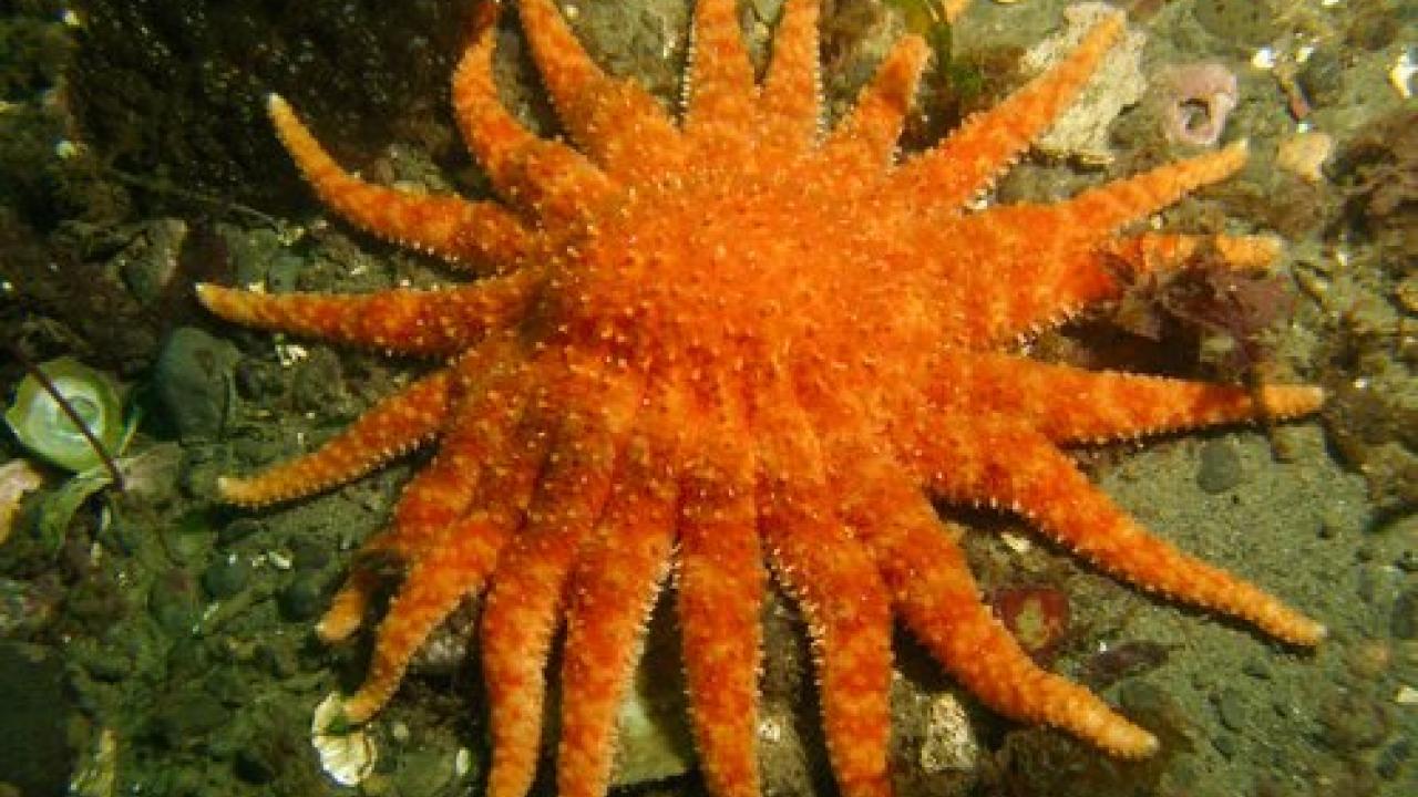 Sunflower sea star, by Janna Nichols sea star