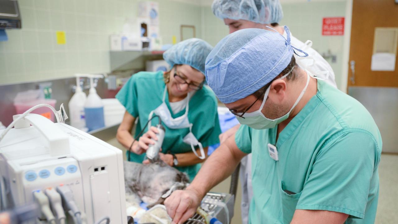 veterinary technicians preparing a dog for surgery at the UC Davis veterinary hospital