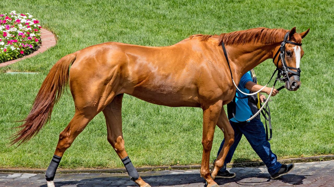 photo of racehorse