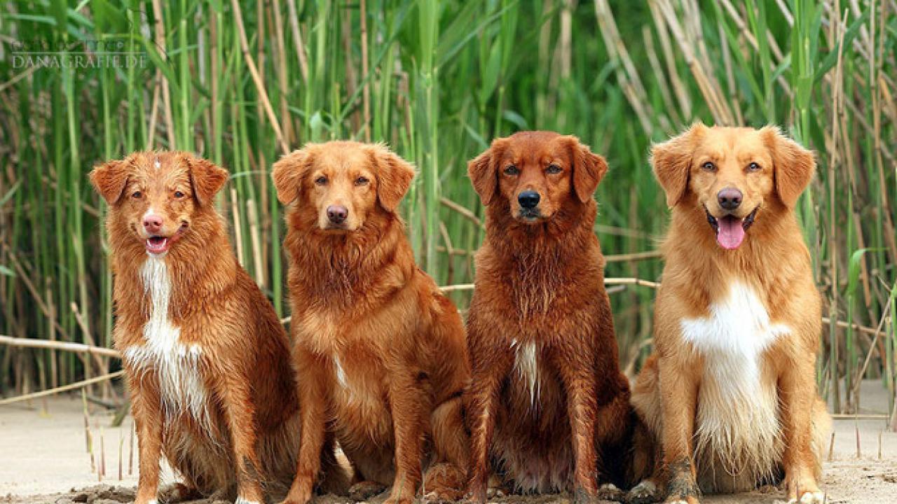 Why are Irish Setters so Red School of Veterinary Medicine