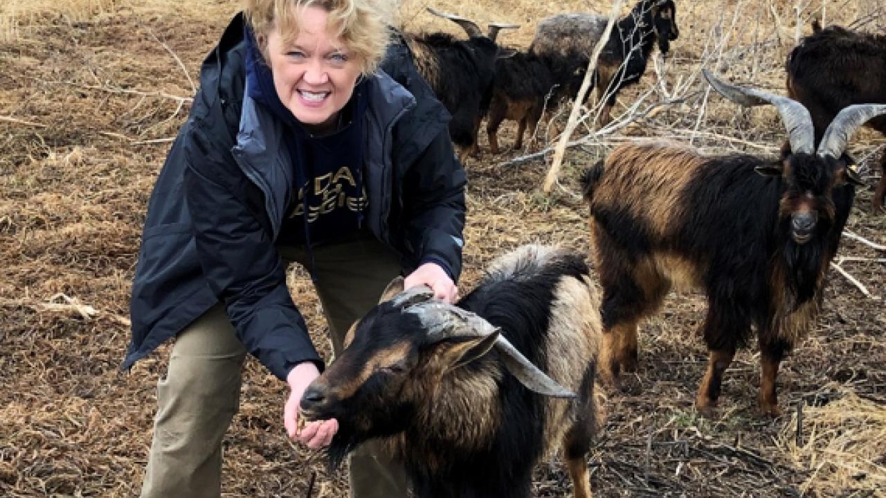 Tracey Stevens offers feed to rescued San Clemente Island goat at Sabatka Farms in Weston, NB, following devastating floods