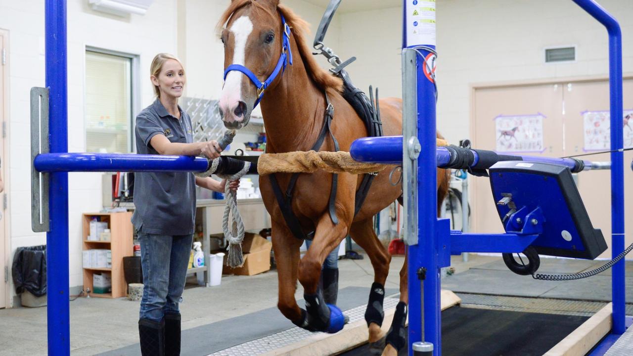 horse on treadmill