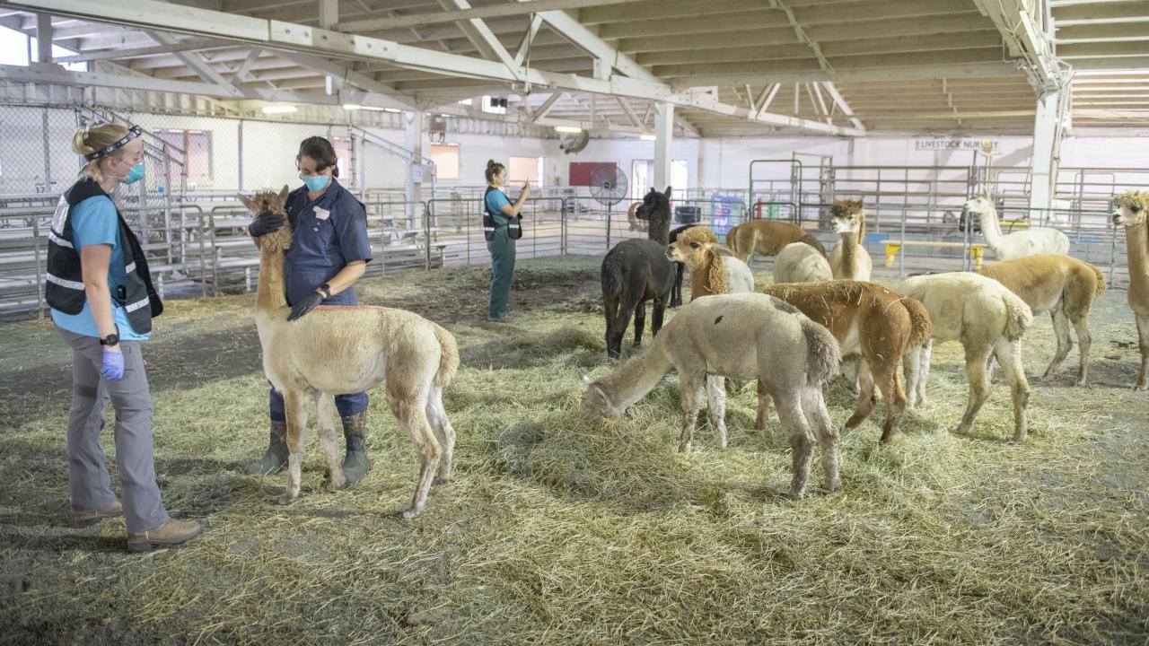 UC Davis veterinarians treat alpacas