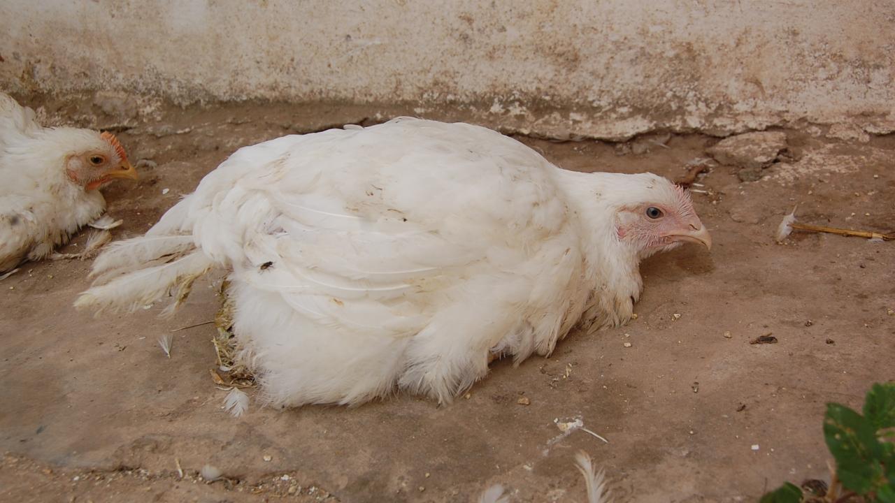 Chicken affected with virulent Newcastle disease.