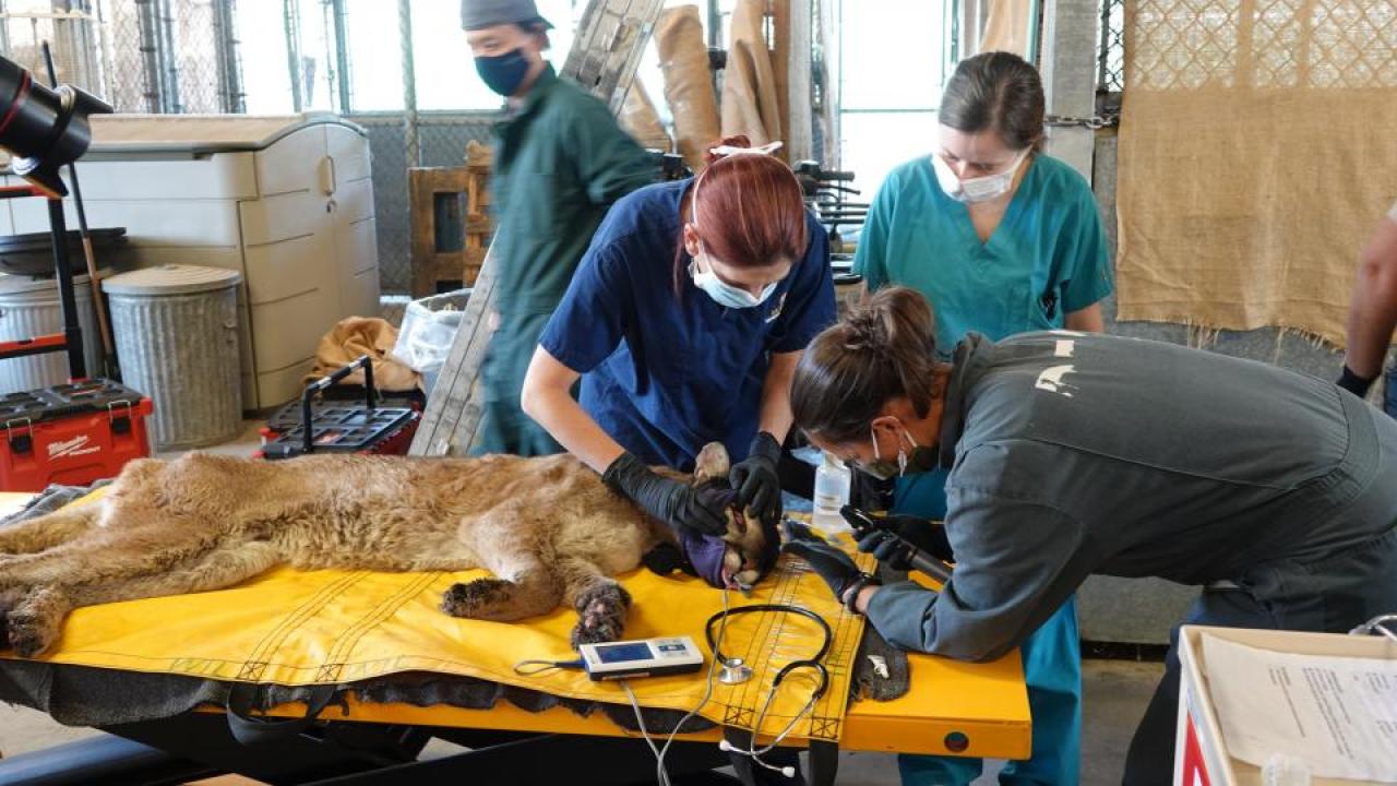 team working on a burned mountain lion