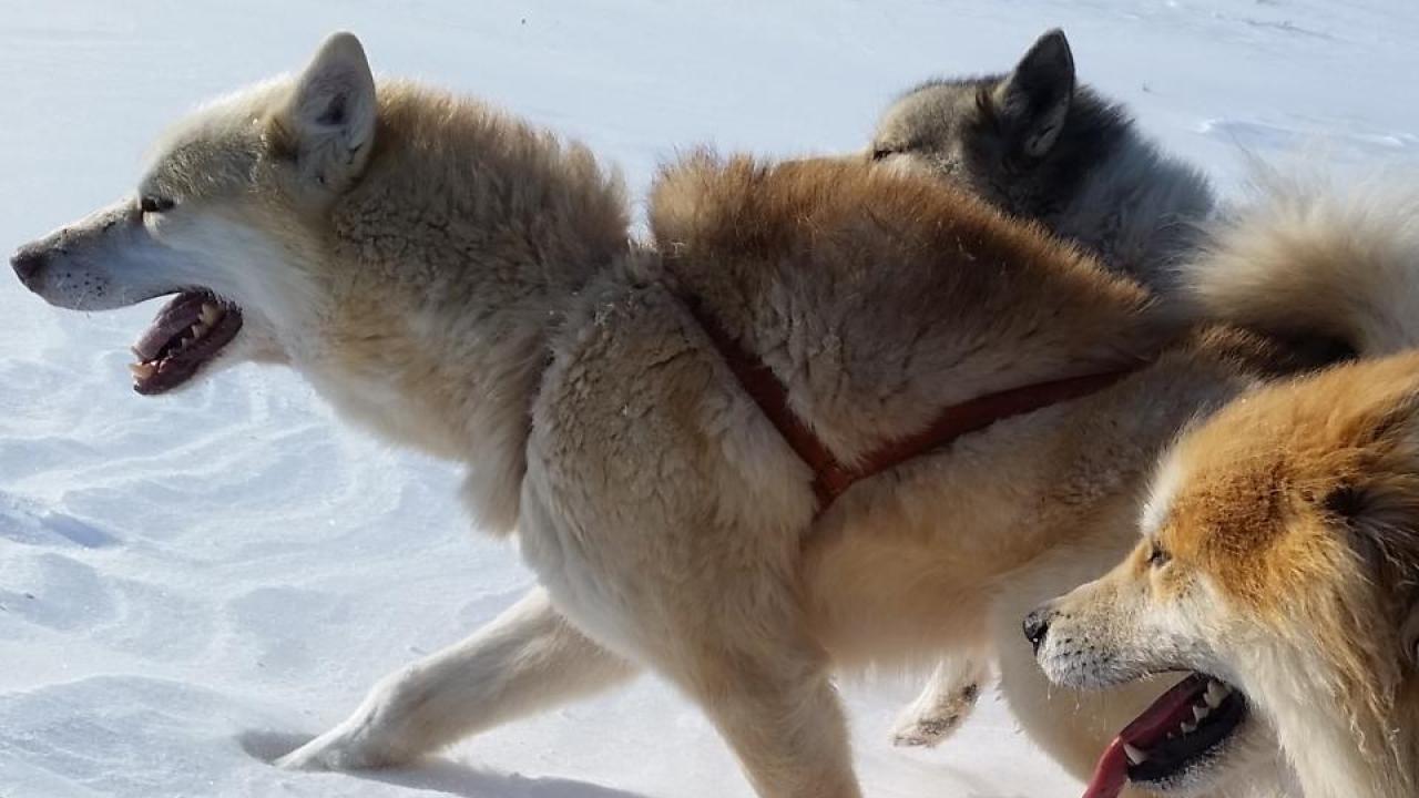 sled dogs running