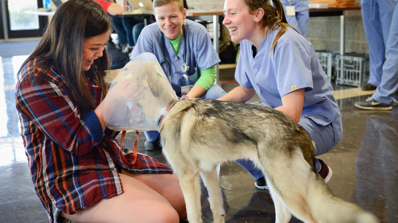 UC Davis Veterinary Hospital Seeks Volunteers | School of Veterinary Medicine UC Davis Veterinary Hospital Seeks Volunteers | School of Veterinary Medicine