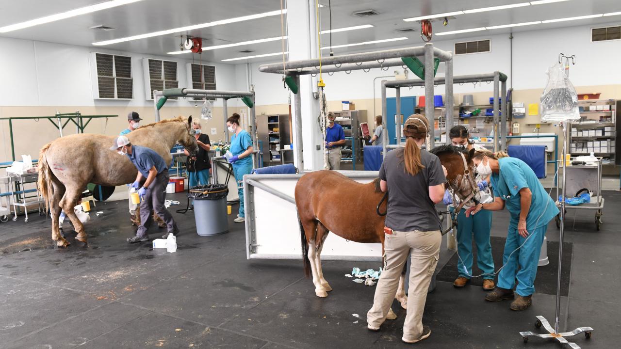 horses being treated for burns at UC Davis veterinary hospital