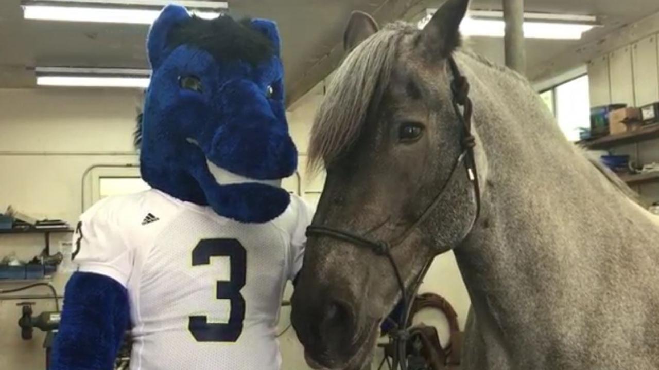 Lily the horse with UC Davis mascot Gunrock