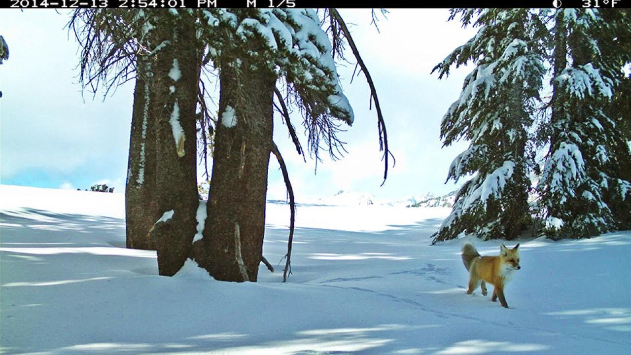 red fox in snow