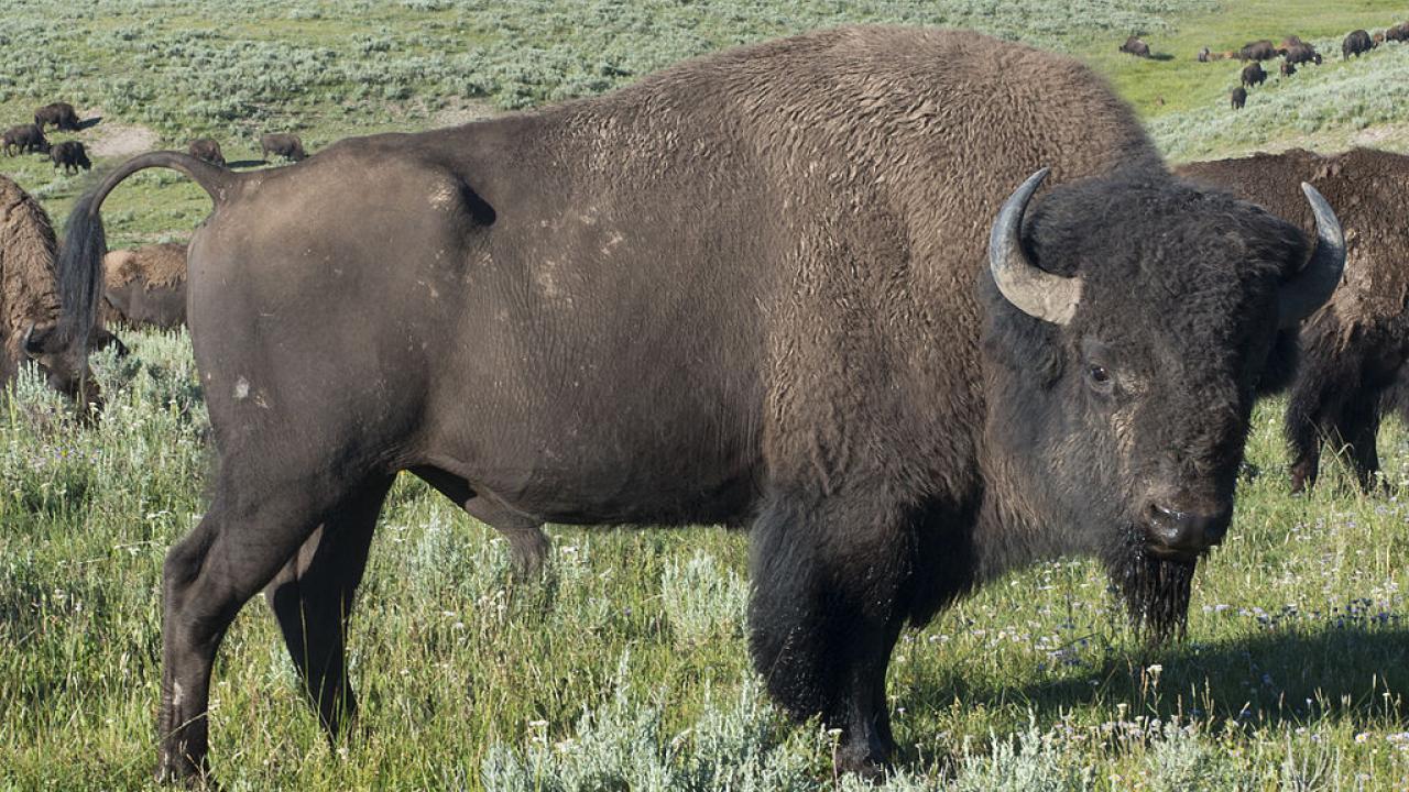 bison