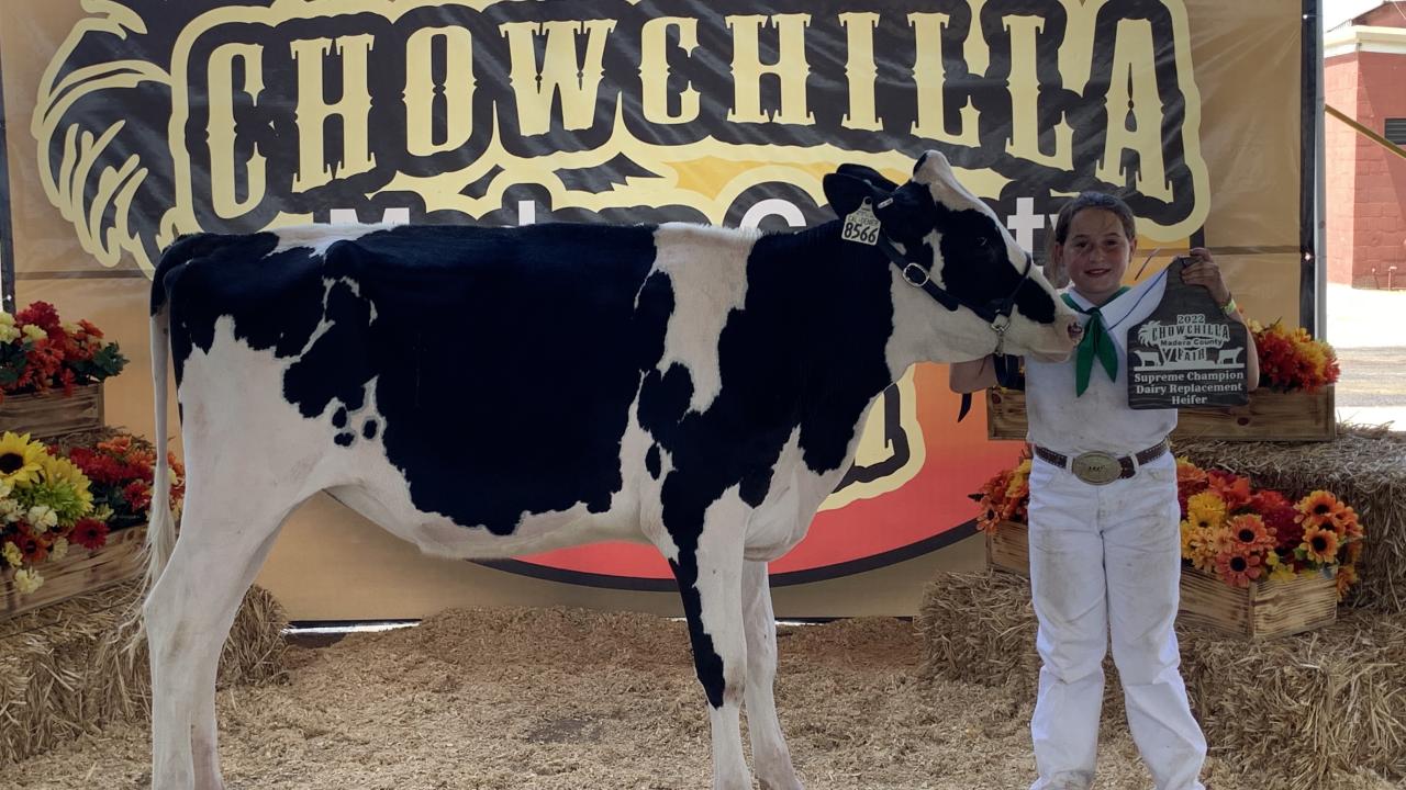 girl with dairy heifer showing award at fair