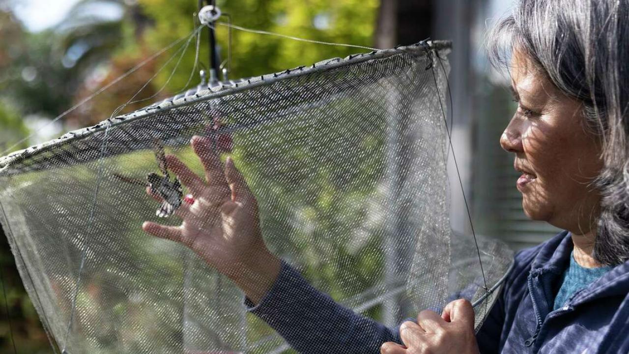 Dr. Lisa Tell, professor of avian medicine at UC Davis School of Veterinary Medicine, attempts to catch a hummingbird to record its size and fit it with a numbered band while working at the private residence of UC Davis Professor Emeritus Manfred Kusch.
