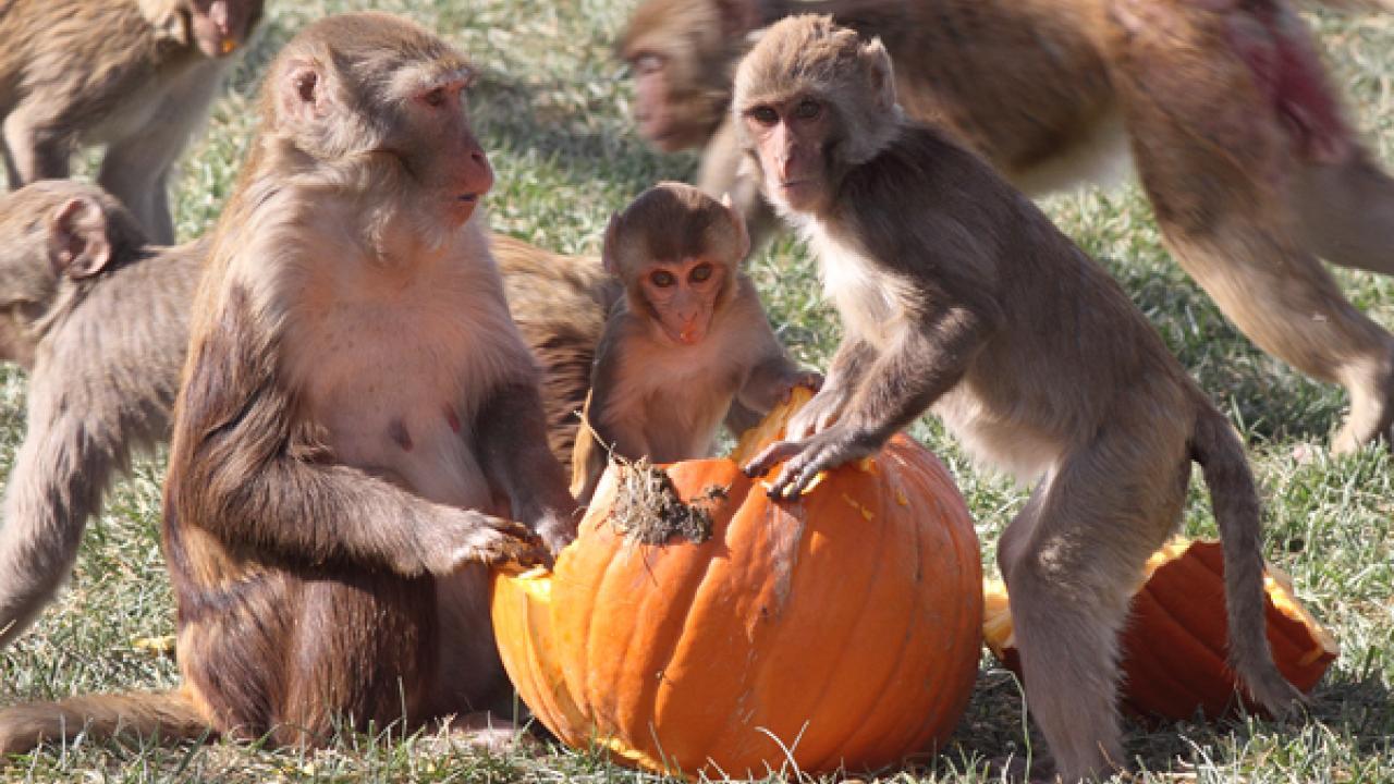 macaques