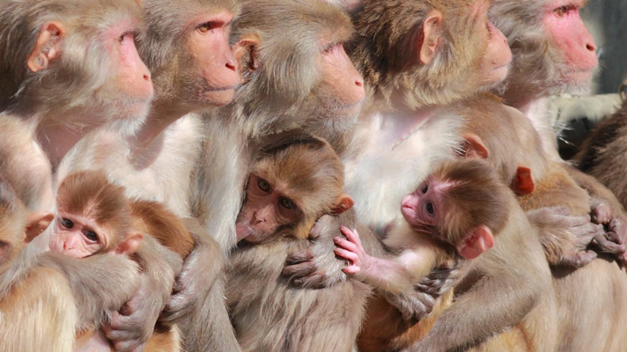 rhesus monkeys