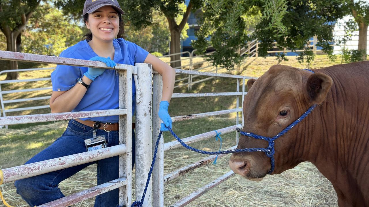 Kimberly Aguirre with steer