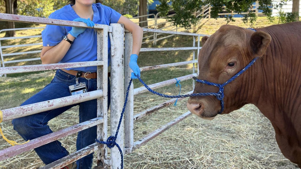 Kimberly Aguirre with steer