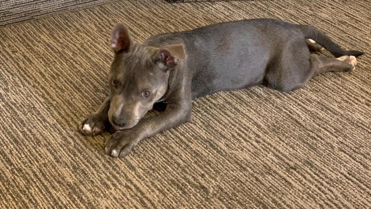 puppy laying down