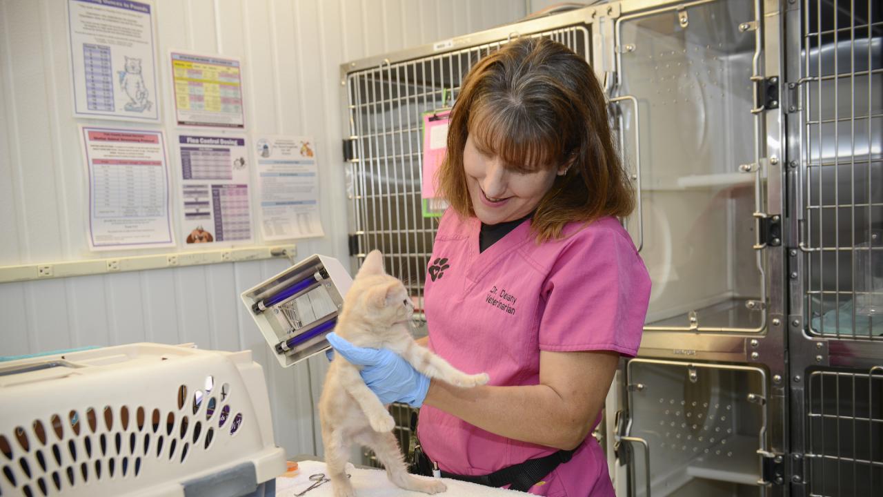 Dr. Delaney at the Yolo County Animal Shelter