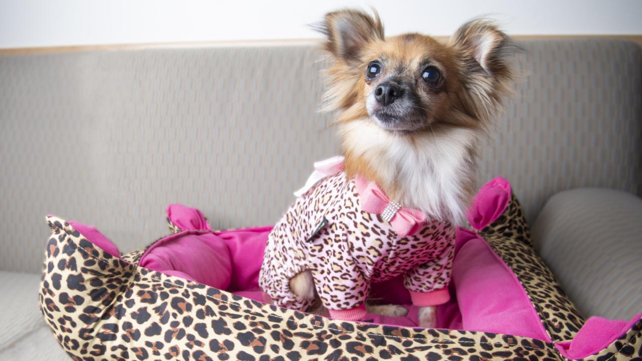 Small dog in cute outfit on bed