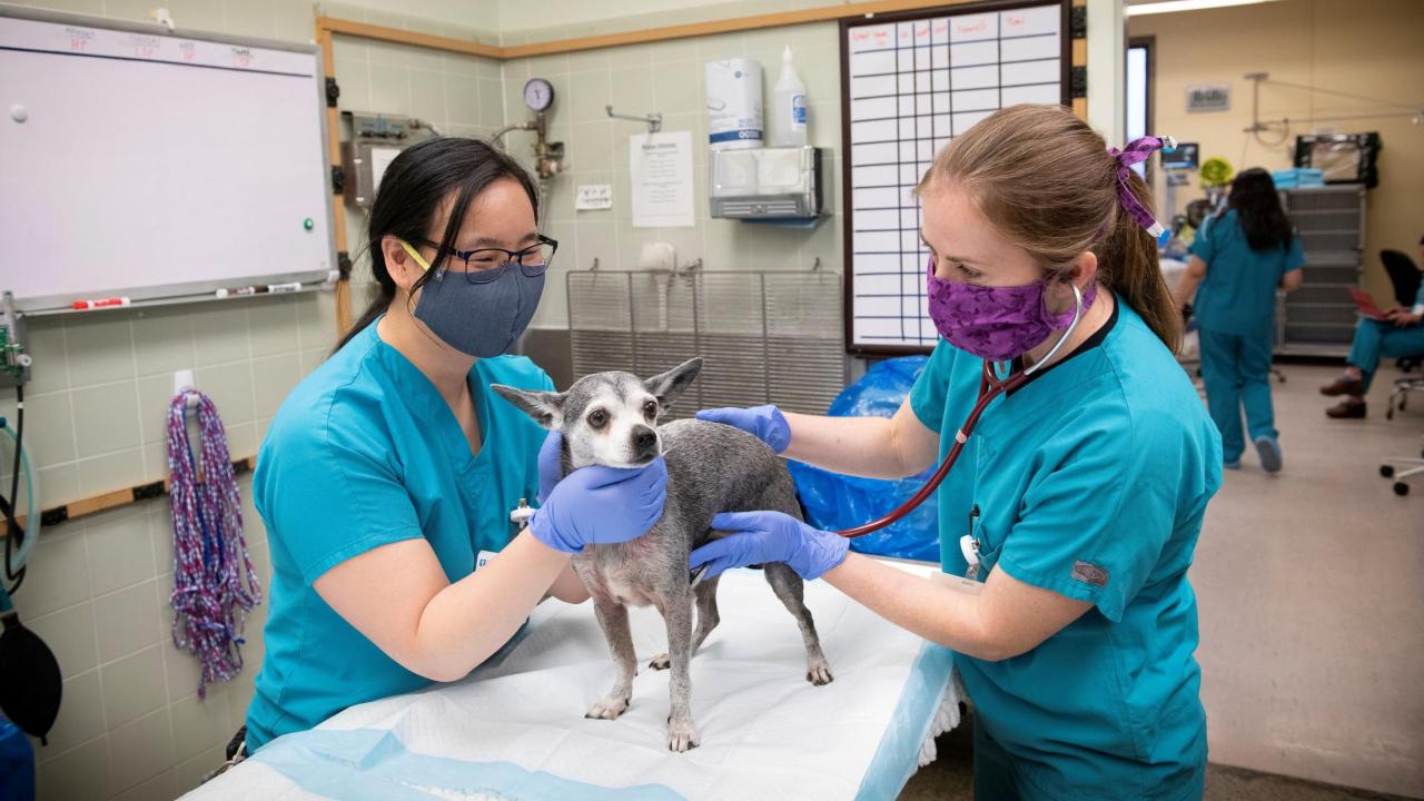 UC Davis student and veterinarian examine a dog