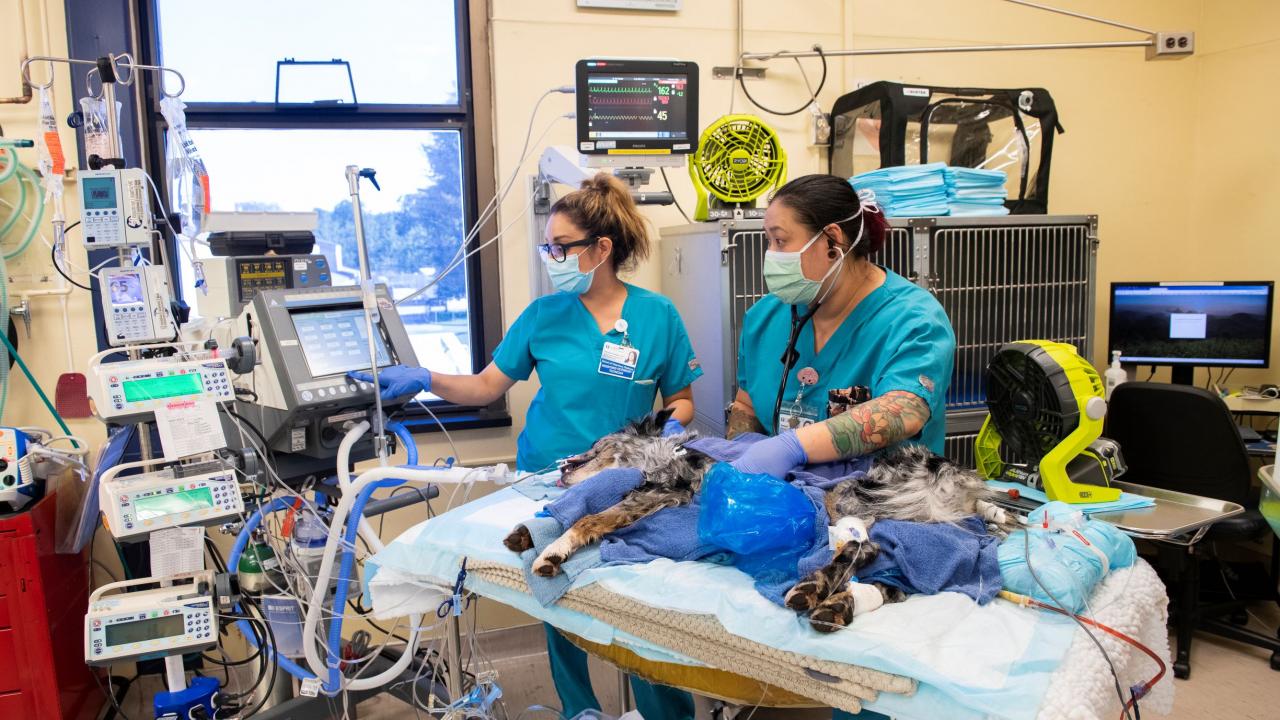 Registered veterinary technicians care for a dog in the UC Davis veterinary hospital's Intensive Care Unit.