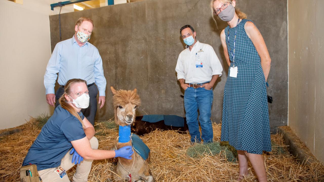 UC Davis veterinarians visit burned alpacas