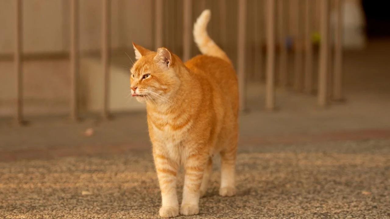 The range cat top