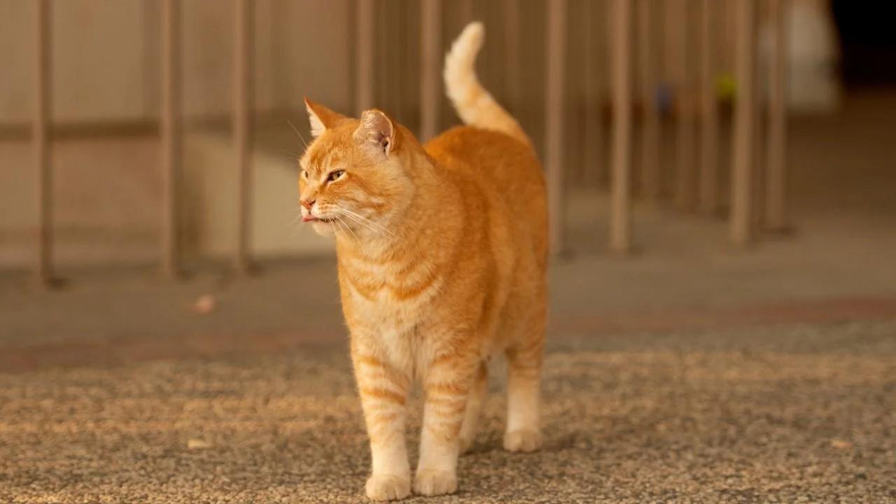 orange cat