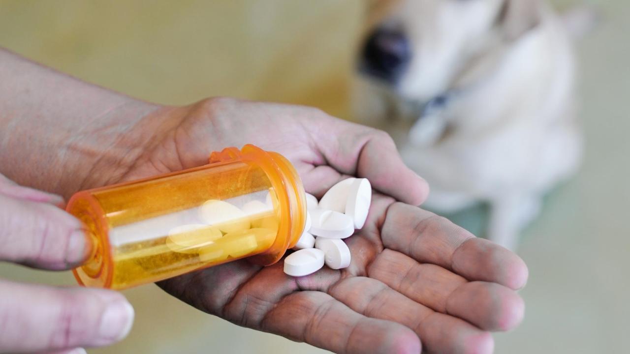 hand with meds and dog in background