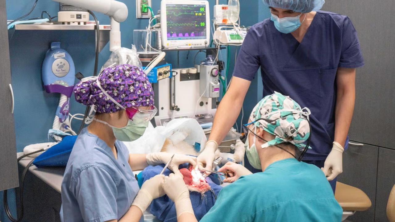 The new Meadowview Foundation Dentistry and Oral Surgery Center at UC Davis’ School of Veterinary Medicine is a hub for treatment and discovery. (Mike Bannasch/UC Davis)