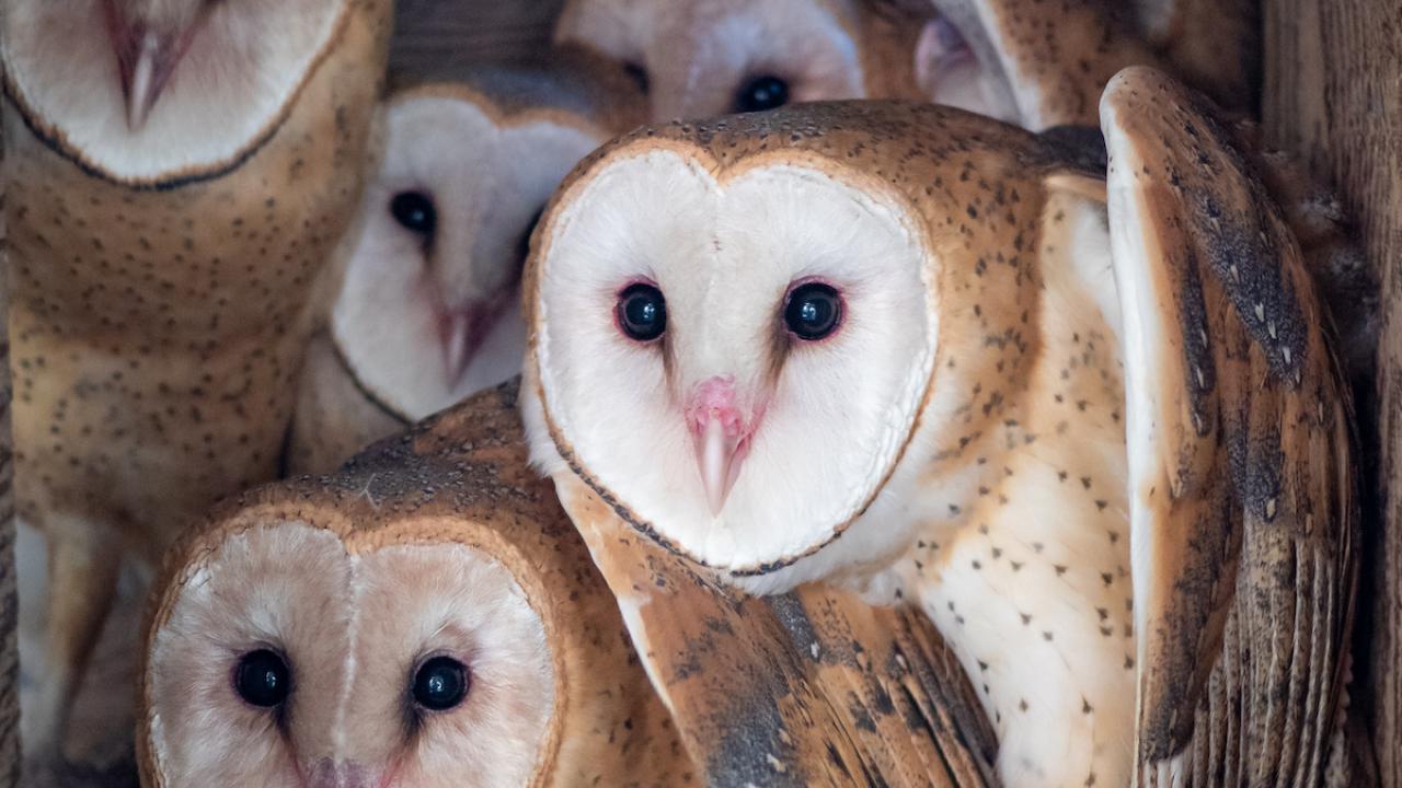 Six abandoned owl chicks raised and released by the CRC