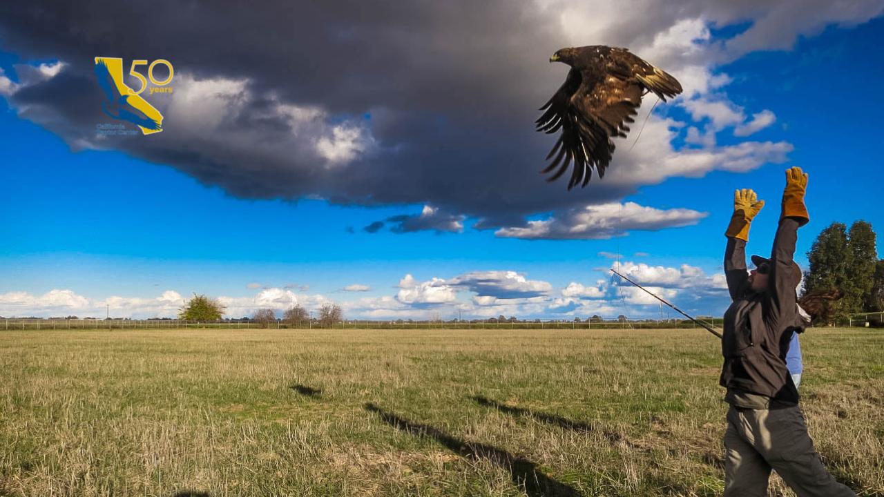 raptor flying