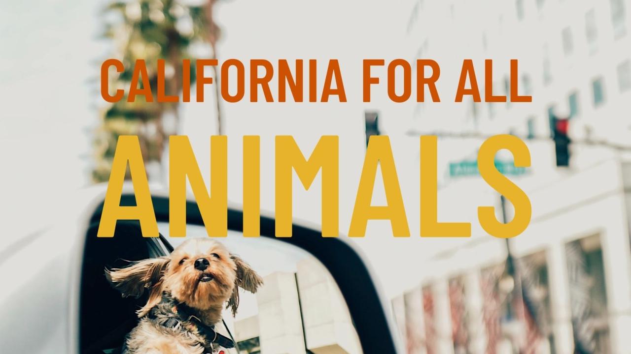 CA for All Animals