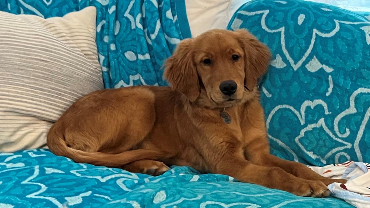 golden retriever puppy on couch